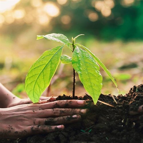 Pura NFC® Tree Planting Initiative